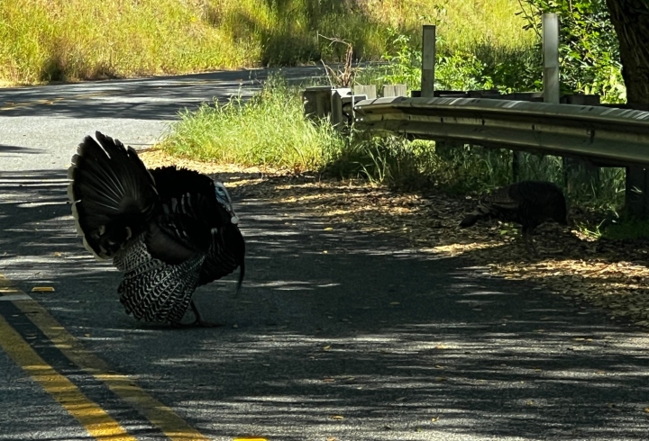Wild Turkey